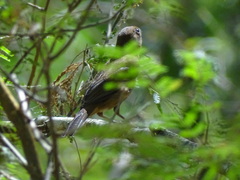 Cyanocompsa parellina