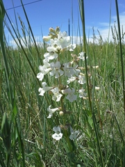 Penstemon albidus
