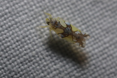 Protalebrella conica