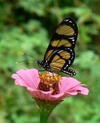 Methona themisto themisto