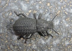 Polypleurus perforatus