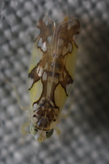 Protalebrella conica