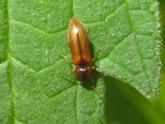 Dalopius marginatus