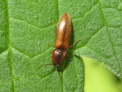 Dalopius marginatus