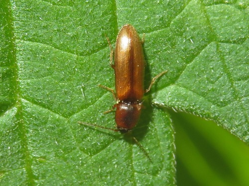 margined click beetle, Wassenaar, Nederland, photo 10 of 10