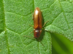 Dalopius marginatus