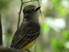 Myiarchus tyrannulus