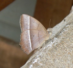 Taygetis tripunctata