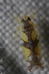 Protalebrella conica