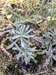 Berroa gnaphalioides