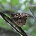 Scalloped Owlet - Photo (c) Carlos Schmidtutz, some rights reserved (CC BY-NC), uploaded by Carlos Schmidtutz