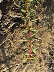 Berberis microphylla