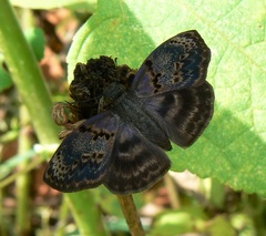 Chiomara mithrax