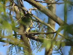 Passerina leclancherii