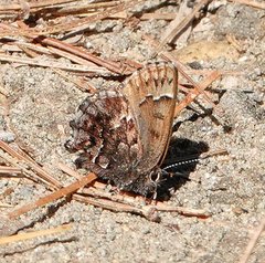 Callophrys lanoraieensis