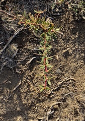 Berberis microphylla