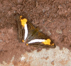 Adelpha malea goyama