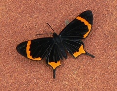 Barbicornis basilis mona