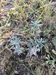 Berroa gnaphalioides