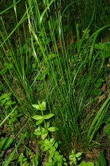 Festuca heterophylla