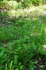 Festuca heterophylla