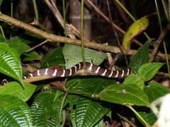 Parastenophis betsileanus