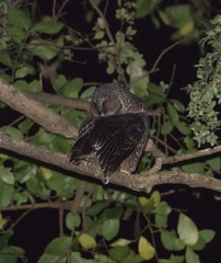 Strix rufipes rufipes