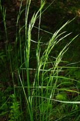 Festuca heterophylla