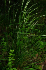 Festuca heterophylla