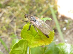 Pamponerus germanicus