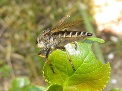 Pamponerus germanicus