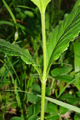 Veronica orchidea