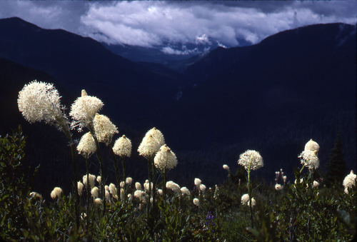 common beargrass (Xerophyllum tenax)