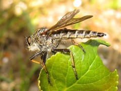 Pamponerus germanicus