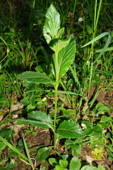 Veronica orchidea