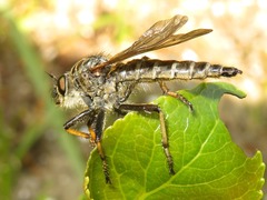 Pamponerus germanicus