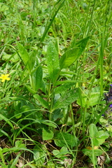 Veronica orchidea