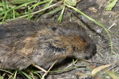 Arvicola amphibius