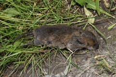 Arvicola amphibius