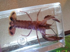 Procambarus dupratzii