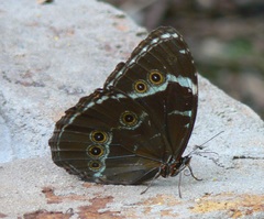 Morpho helenor achillides