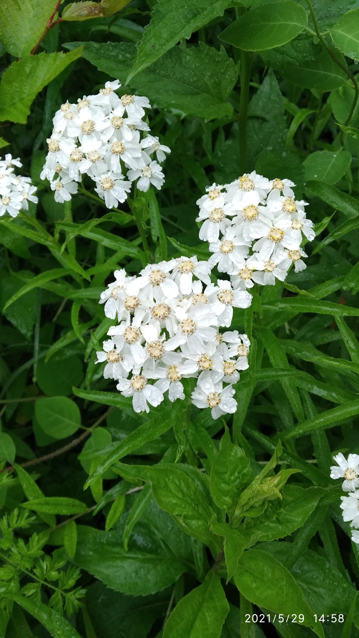 Achillea biserrata