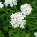 Achillea biserrata - Photo (c) Anna Shuliko, some rights reserved (CC BY), uploaded by Anna Shuliko