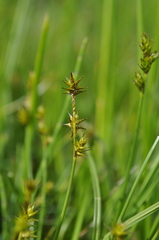 Carex echinata echinata