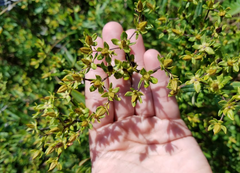 Hypericum swinkianum