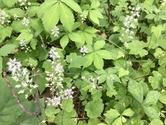 Tiarella nautila