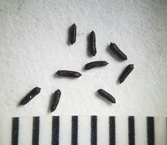 Hypericum swinkianum