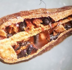 Hypericum swinkianum