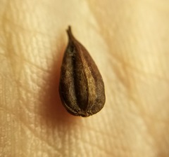 Hypericum swinkianum