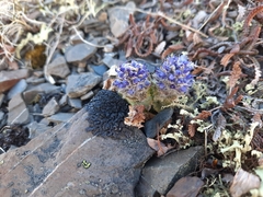 Veronica alaskensis